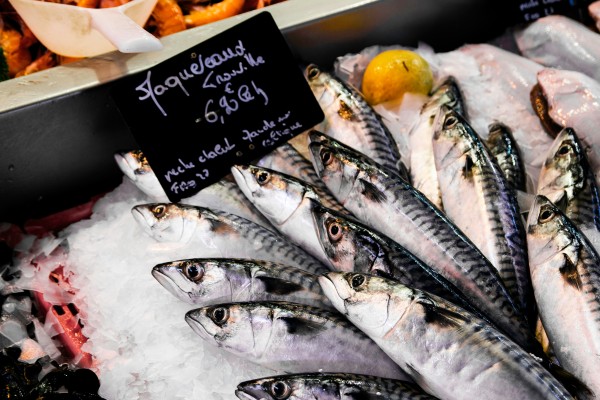 Horse mackerel