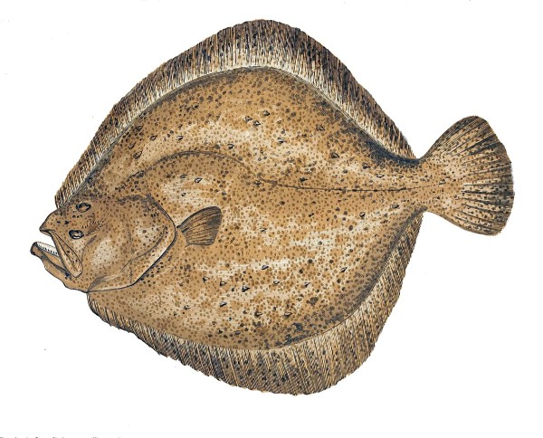 Turbot