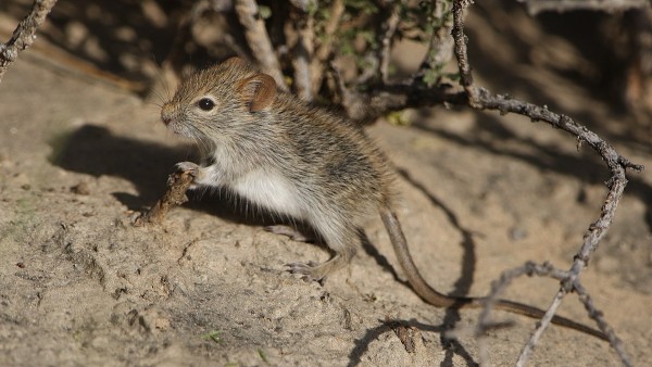 Field mouse