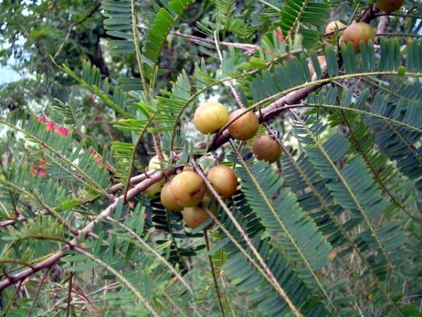 Amala