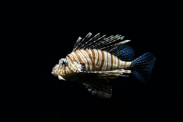 Lionfish