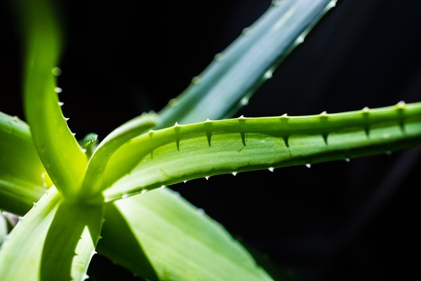 Aloe