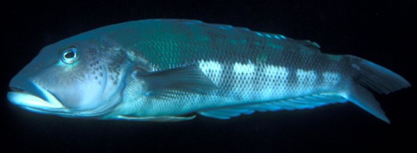 Blue cod