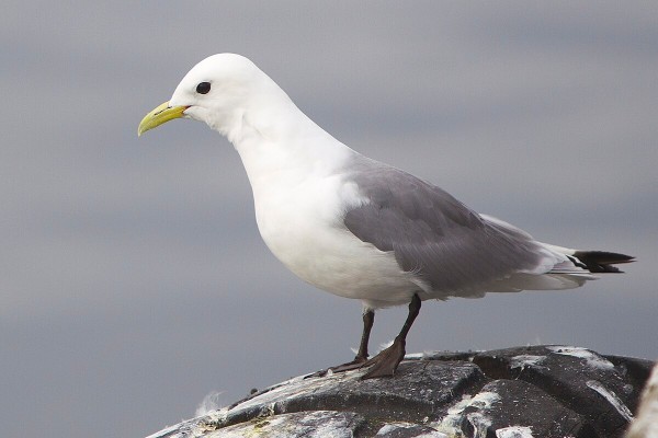 Kittiwake