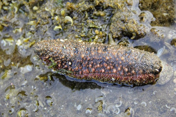 Sea cucumber