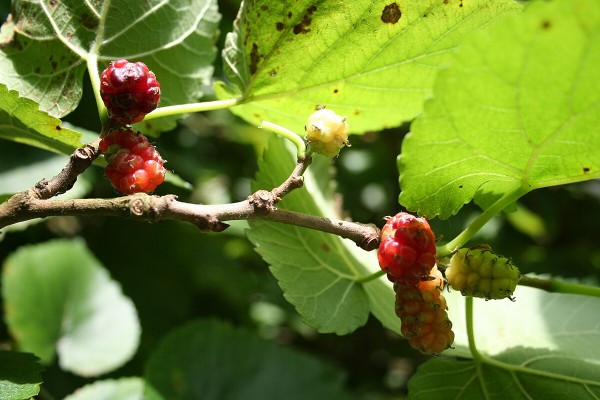 Mulberry leaves