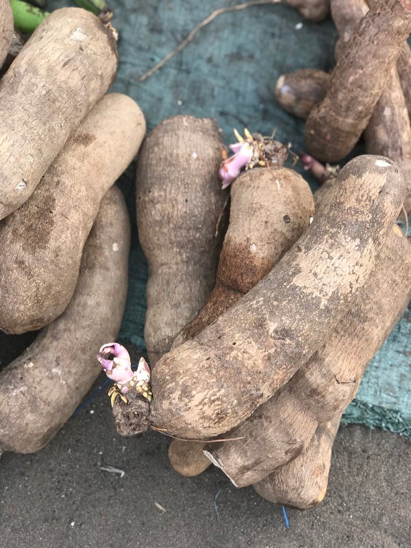 Yam