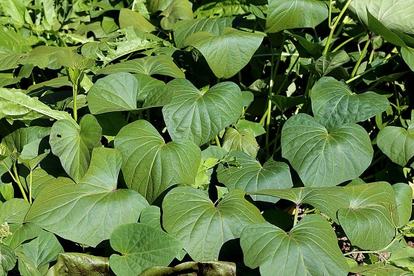 Sweet potato leaves