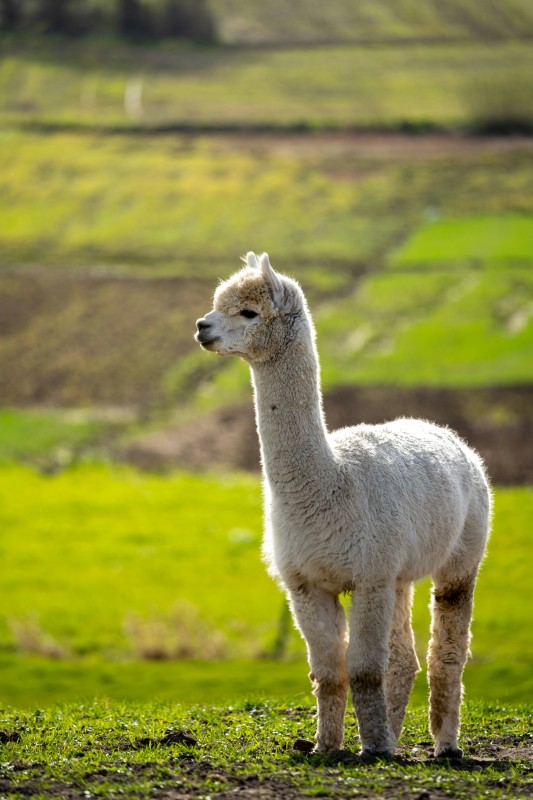 Alpaca