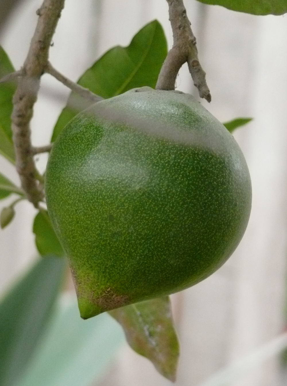 Lucuma