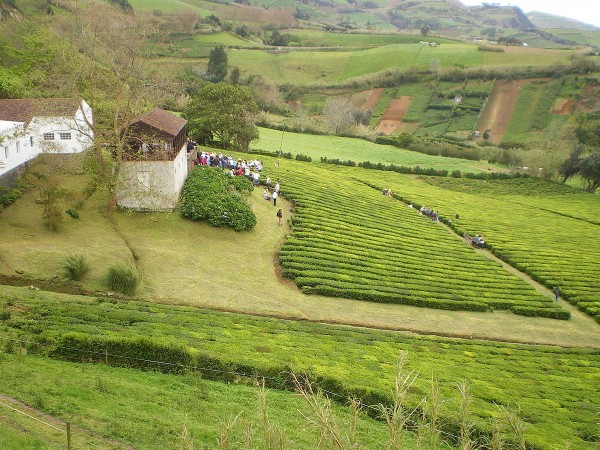 Chá Porto Formoso plantation tea