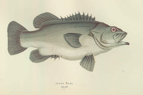 Atlantic wreckfish