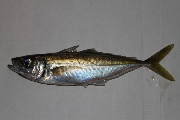 Blue jack mackerel