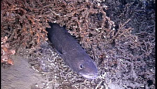 Conger eel