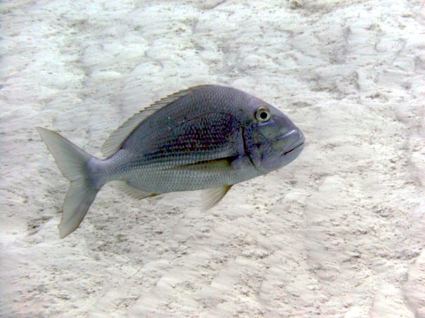 Porgy