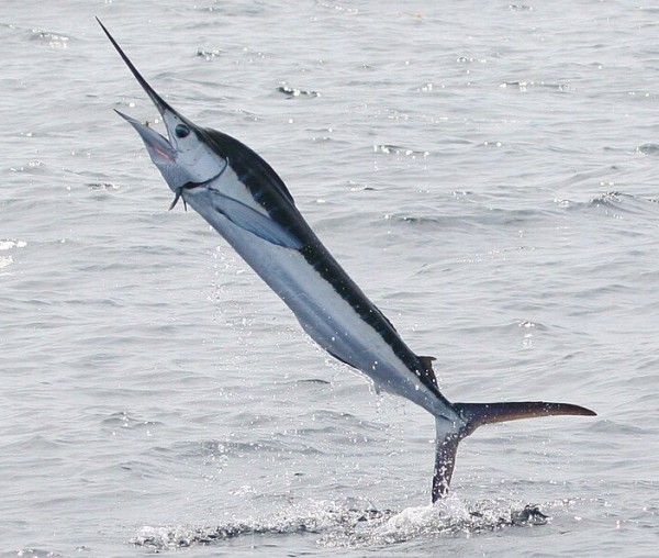 White marlin