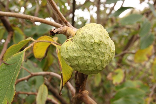 Anona da Madeira