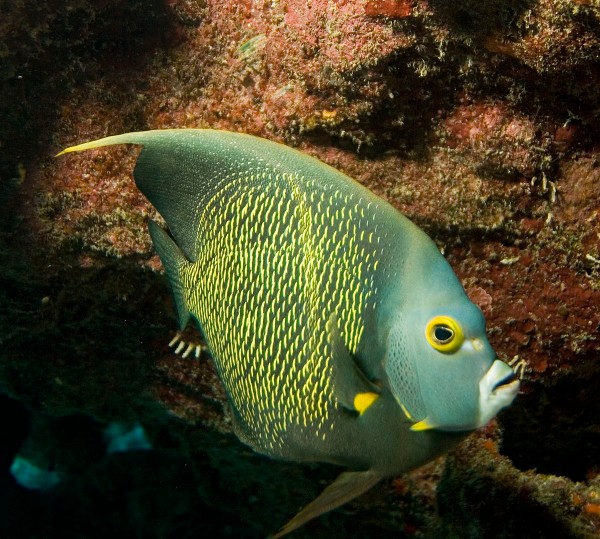 Angelfish