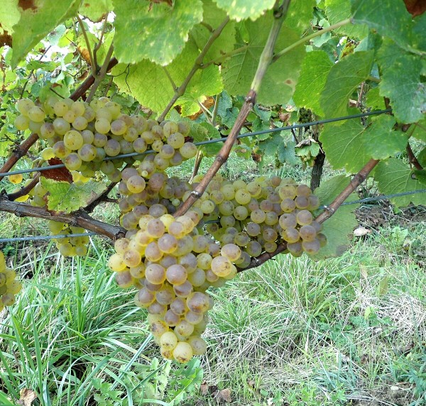 Savagnin