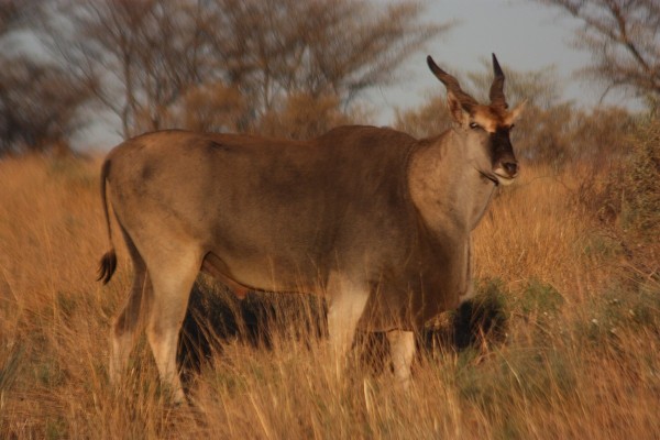 Common eland