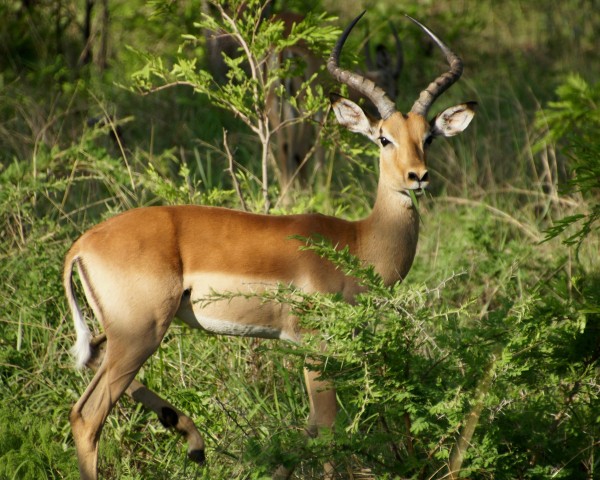 Impala