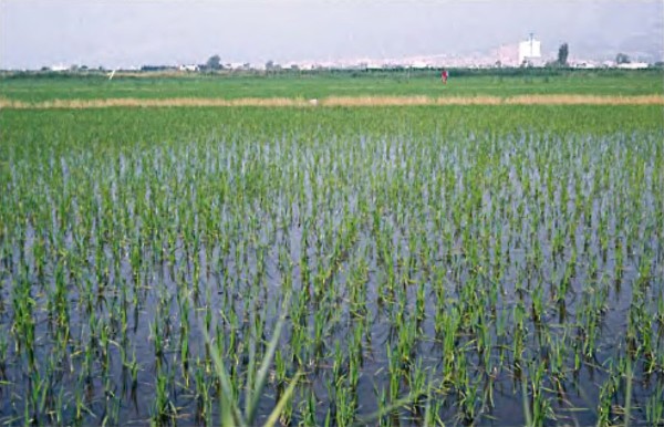 Arroz del Delta del Ebro