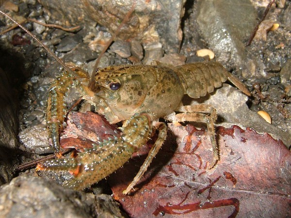 Cangrejos de rio en salsa