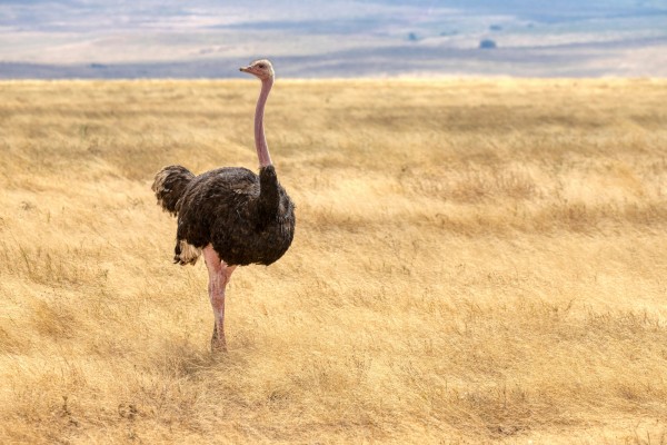 Ostrich