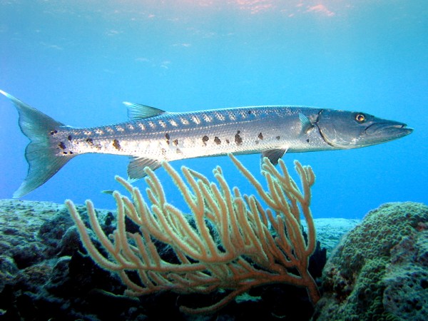 Barracuda