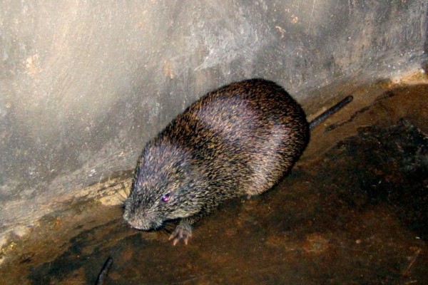 Agouti stew