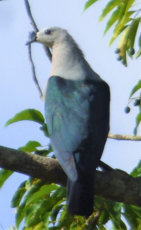 Pacific imperial pigeon