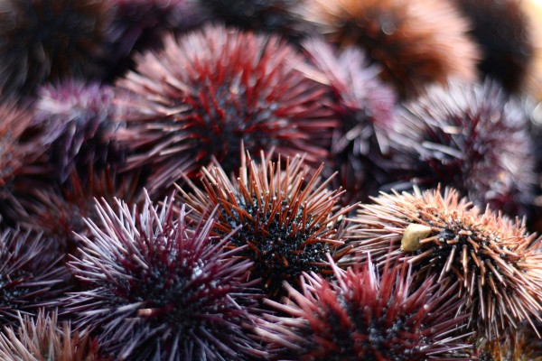 Sea urchin