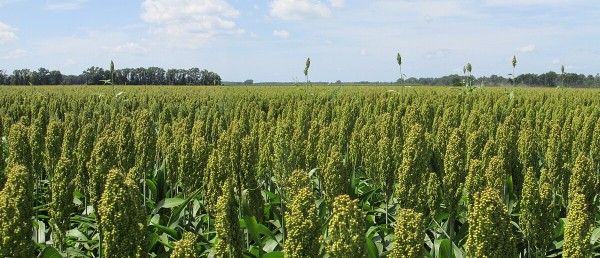 Sorghum