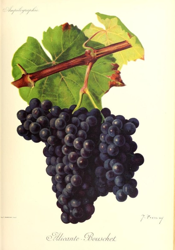 Alicante Bouschet