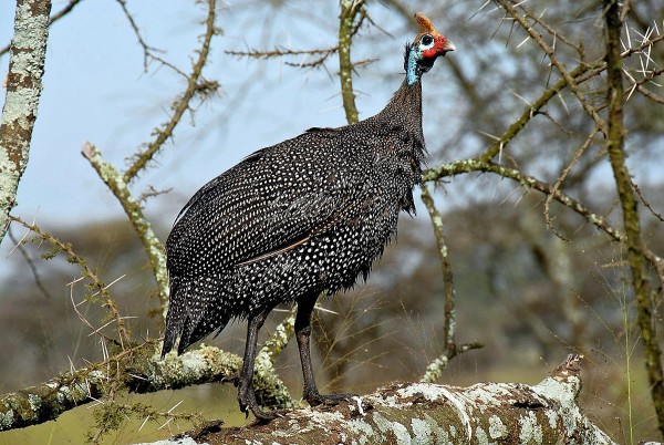 Roast guineafowl