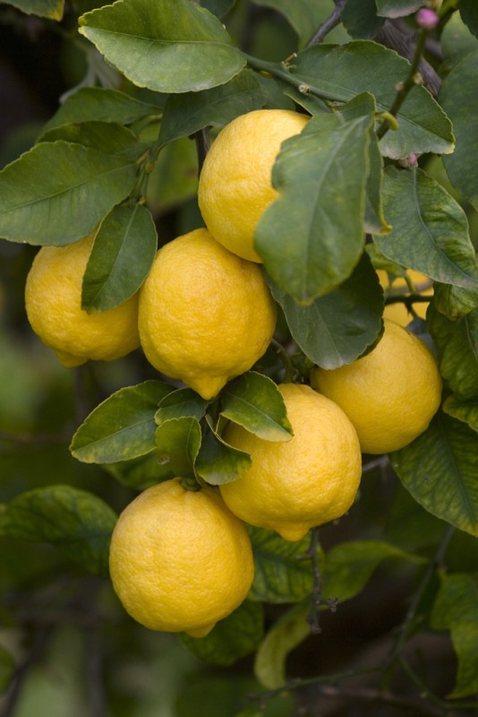 Limone di Siracusa