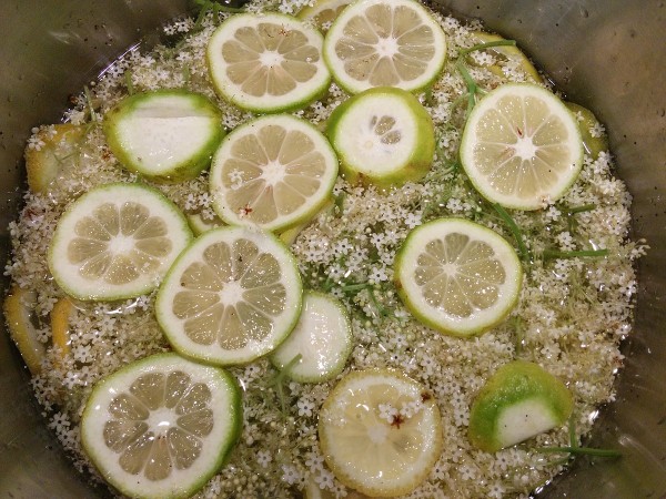 Elderflower cordial