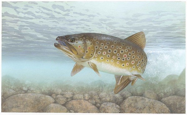 Brown trout