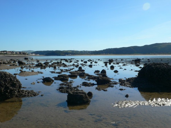 Conwy Mussels