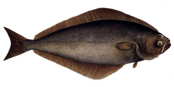 Halibut