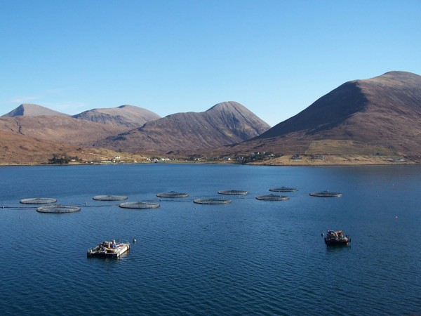 Scottish Farmed Salmon