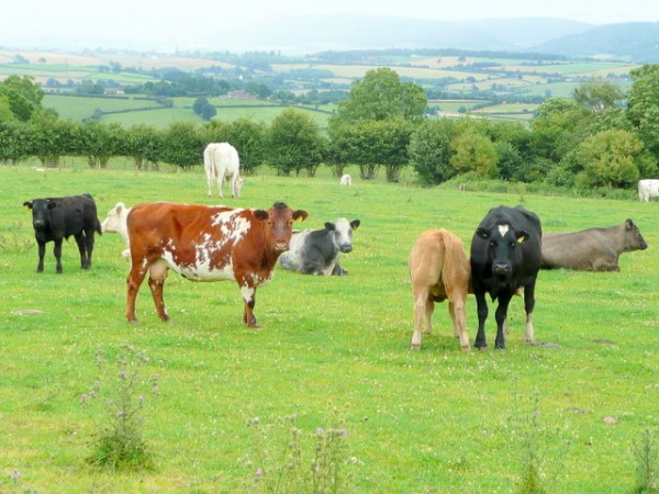 Welsh Beef