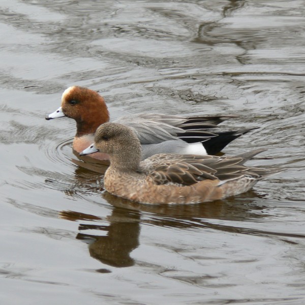 Widgeon