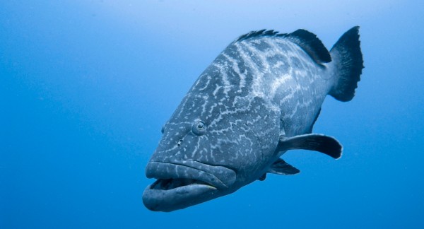 Grouper