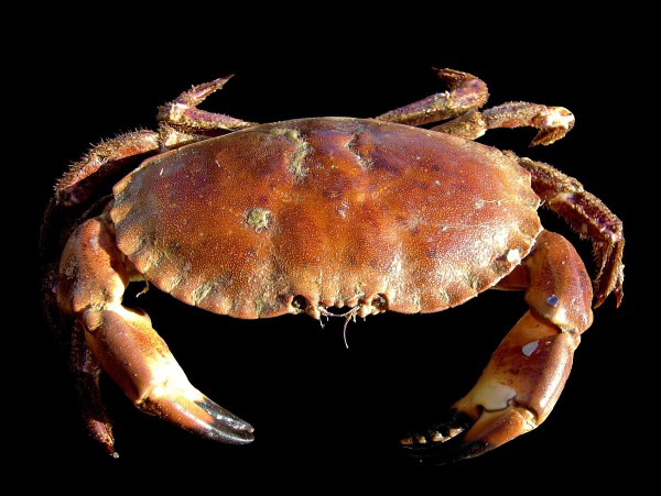 Chancre crab