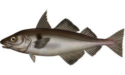 Haddock