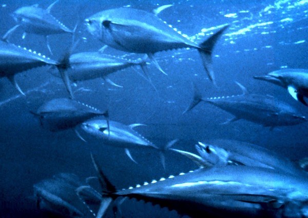 Yellowfin tuna