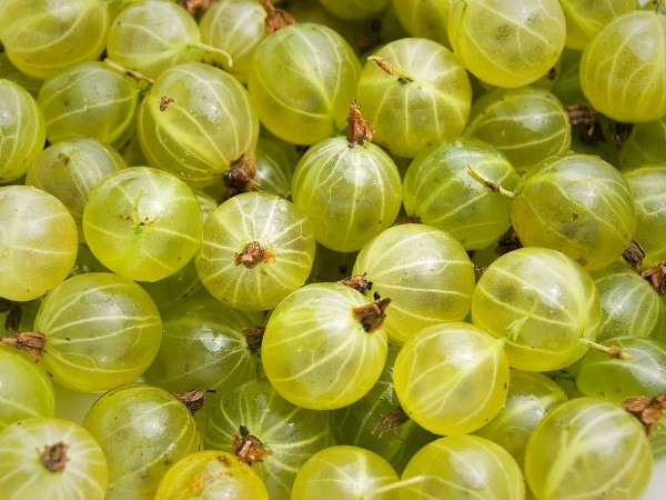 Gooseberry tart