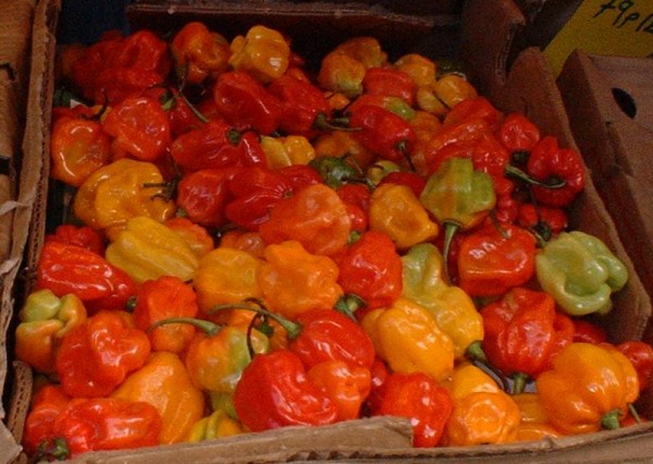 Scotch bonnet pepper sauce