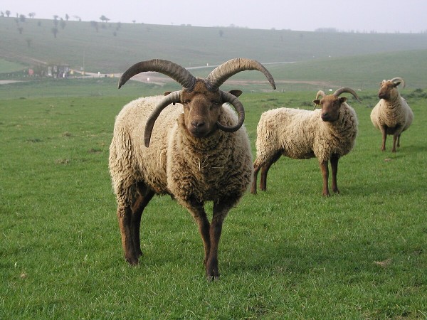 Isle of Man Manx Loaghtan Lamb